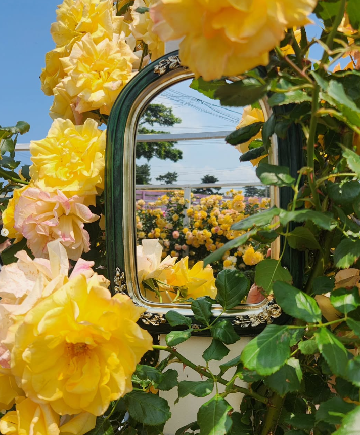 지금 안 가면 1년 기다려야 해! 제주 아일로사 장미정원, 6월 꽃구경 명소!