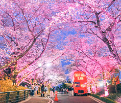 이월드-레인보우-블라썸-라이팅-행사