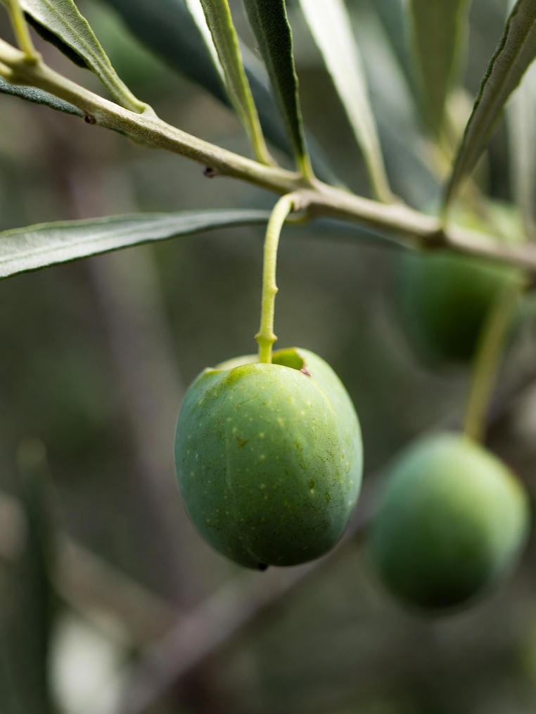 엑스트라버진 올리브유 효능