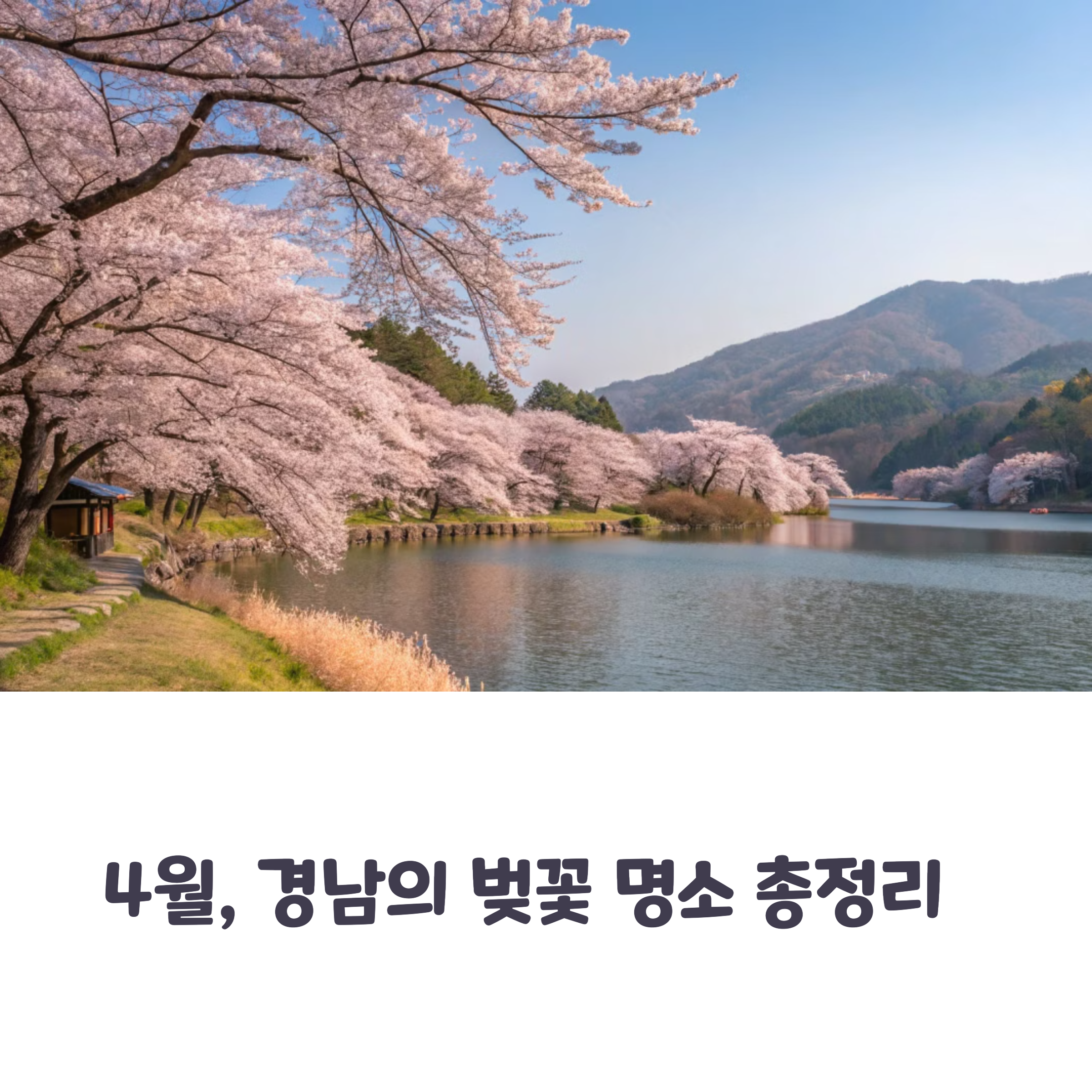 2025년 4월 최신 벚꽃 명소 지도, 경남 합천호부터 김천 연화지까지