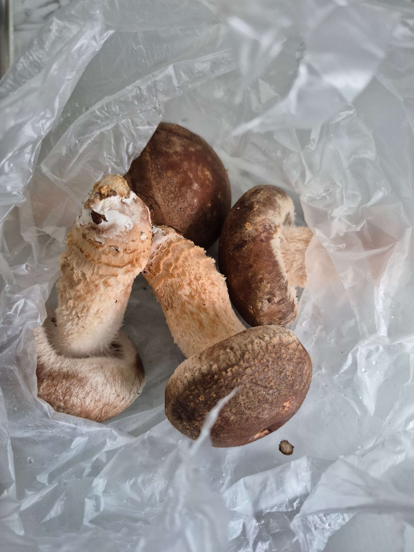 송화버섯 자체제작