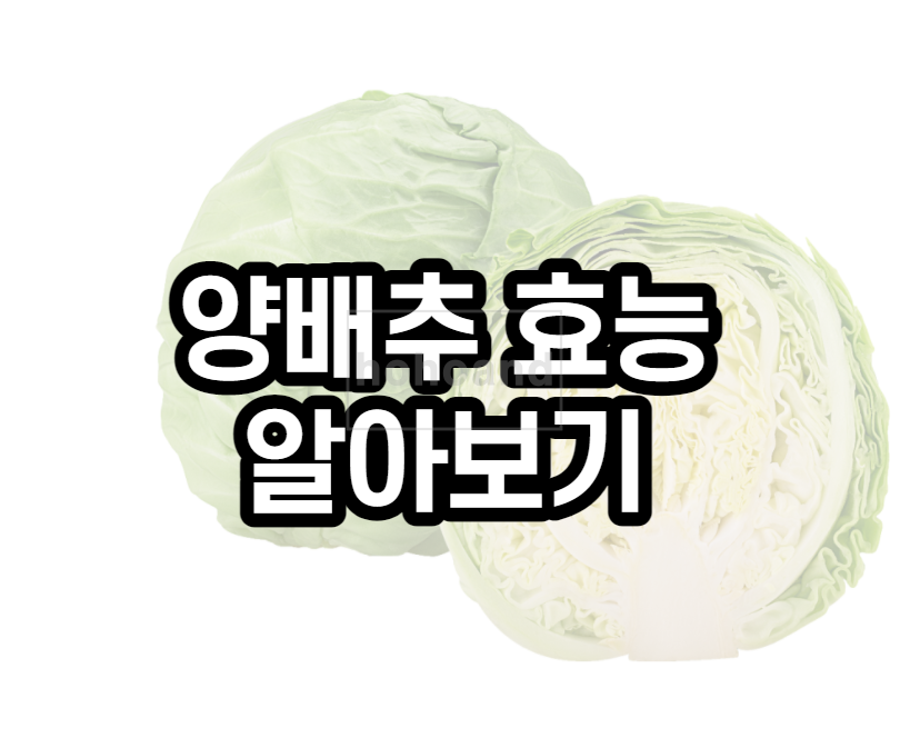양배추효능