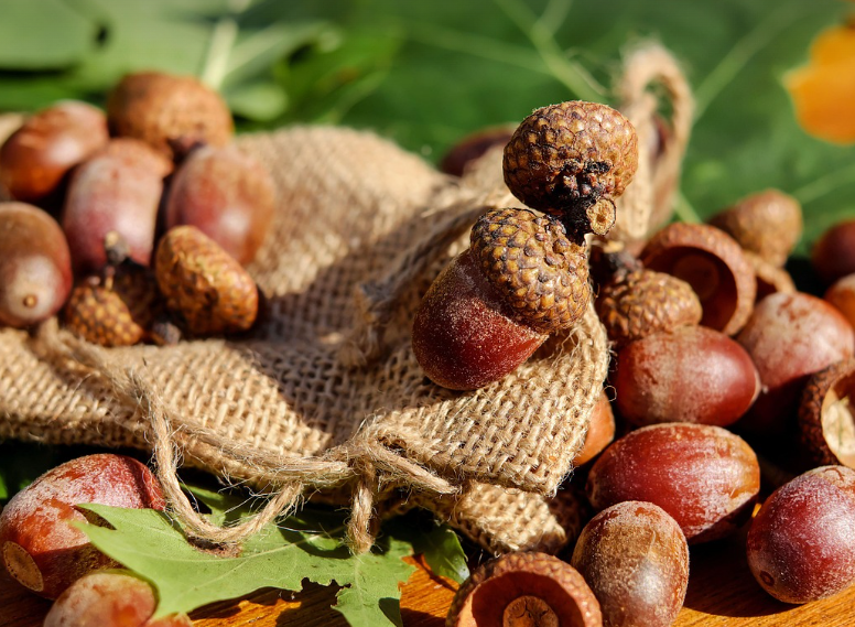 도토리의 모습