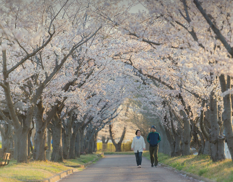 한강, 석촌호수, 여의도 벚꽃 어디가 예쁠까?