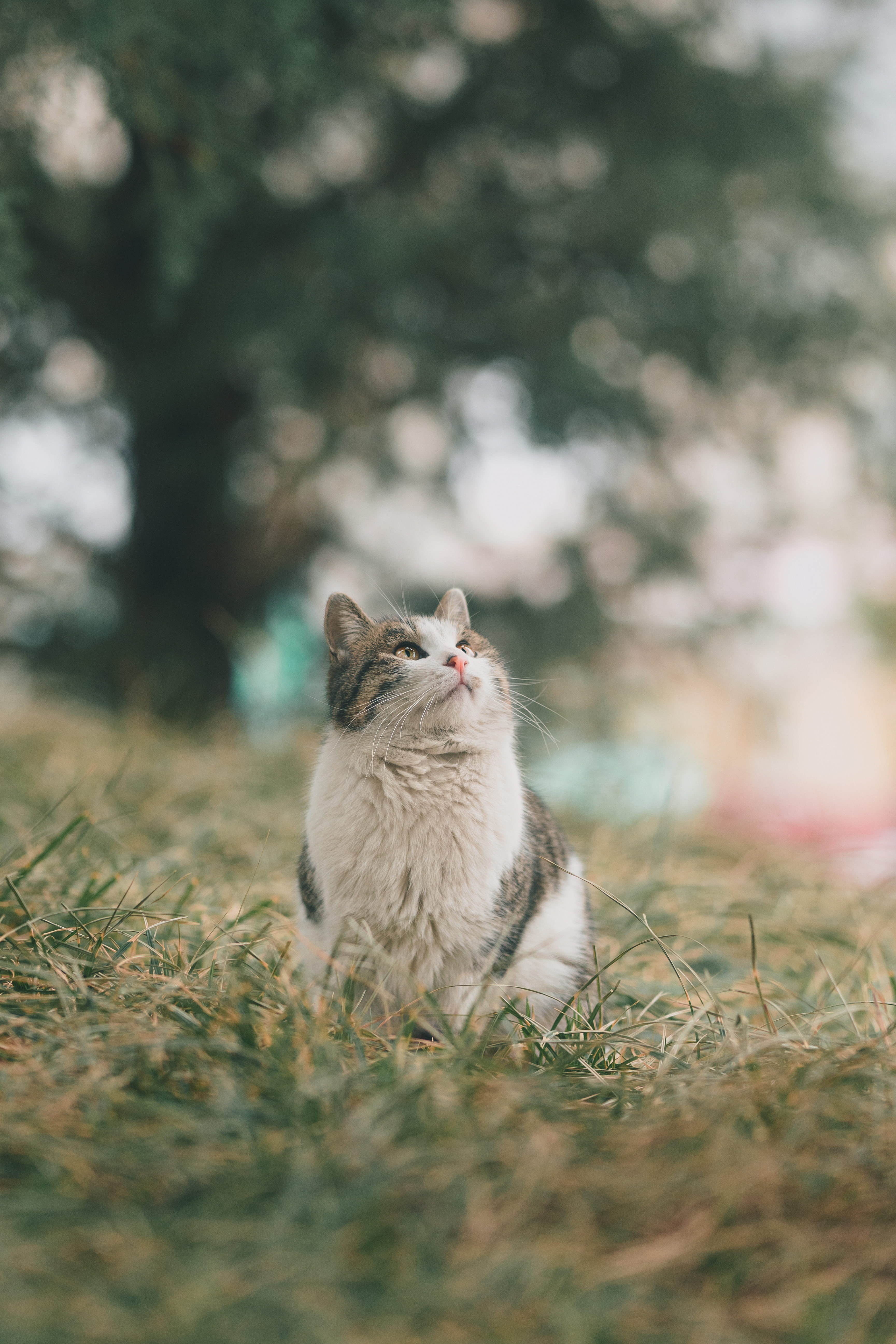 고양이 품종