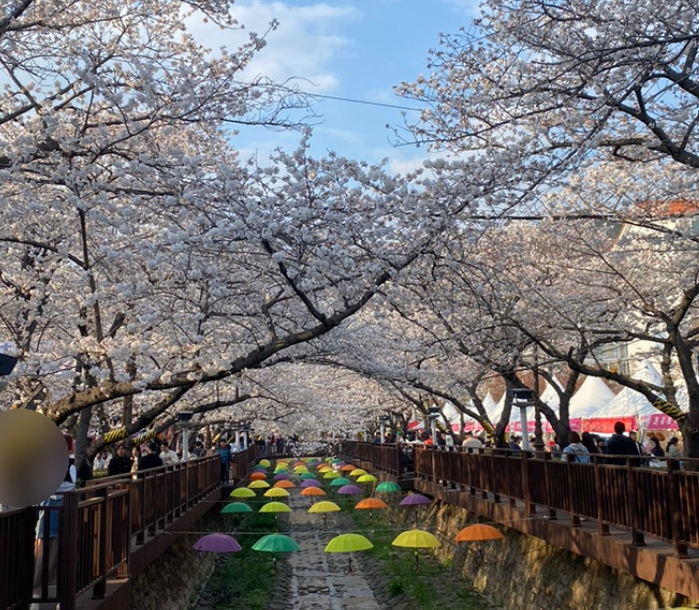 진해 군항제 벚꽃길