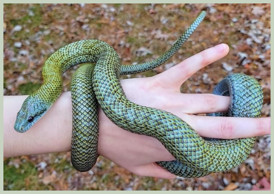 뱀띠운세