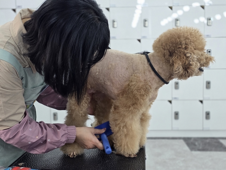 인천 애견미용학원 이바우펫