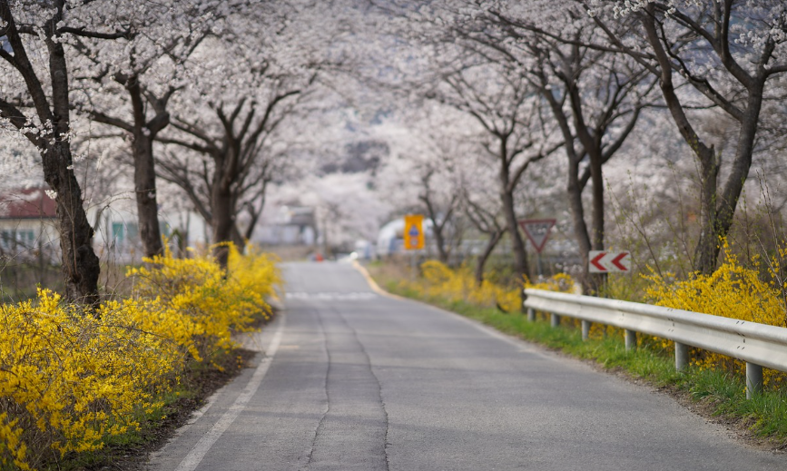 벚꽃길
