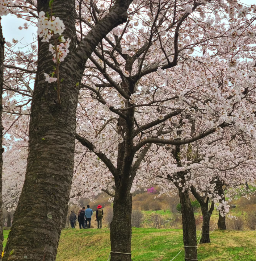 2025년 황매산 철쭉축제&amp;#44; 황매산 철쭉축제 날짜&amp;#44; 황매산 철쭉축제기간