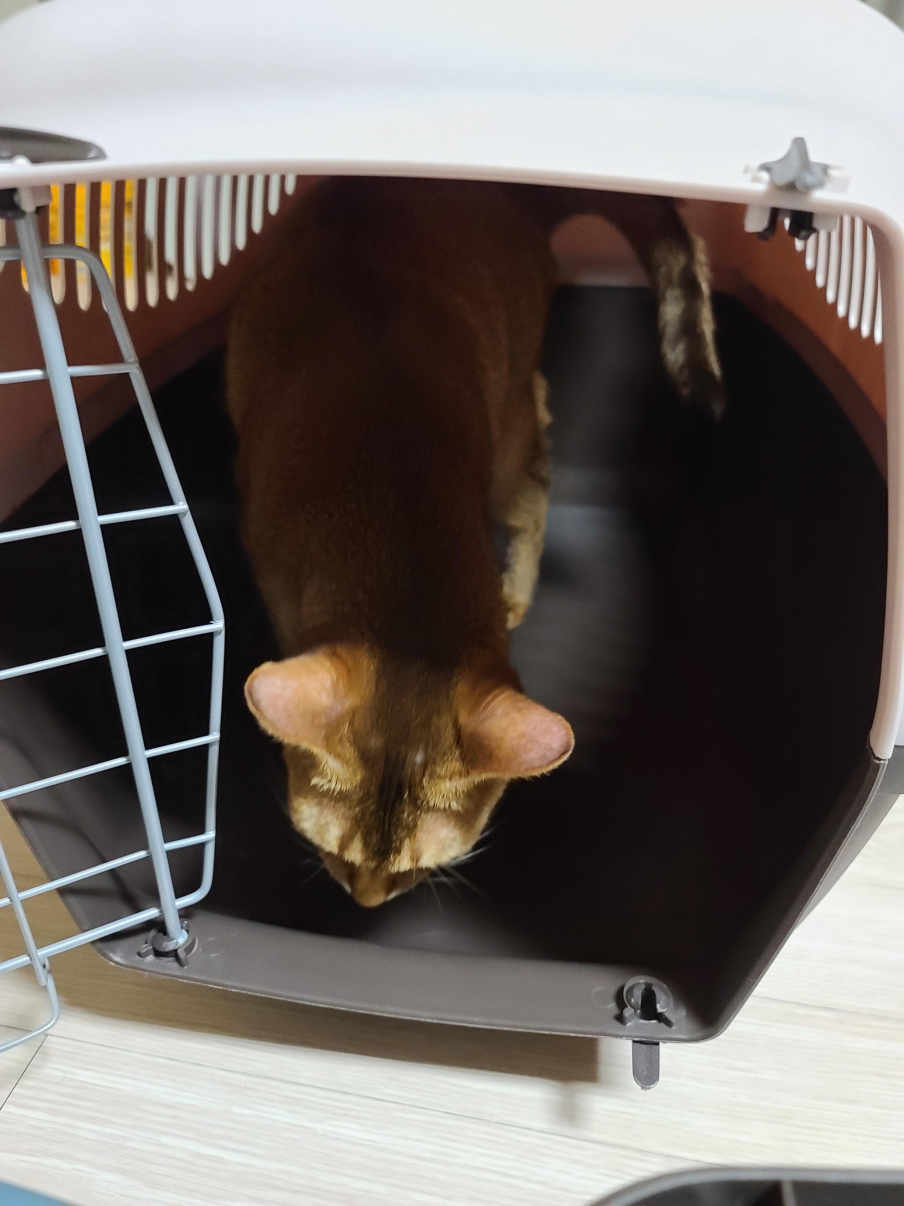 새 이동장이 왔다. 고양이들 총출동!