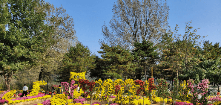 2025 가평 봄·가을 여행 필수코스! 자라섬 꽃 페스타