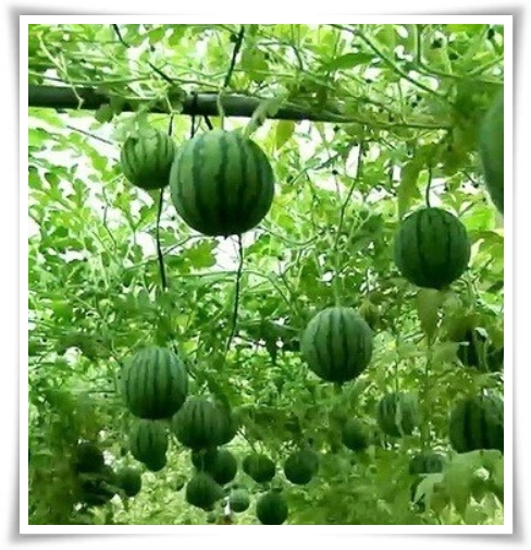 작지만 수박보다 달콤한 애플 수박 키우기! 아파트나 작은 정원에서도 가능해요.