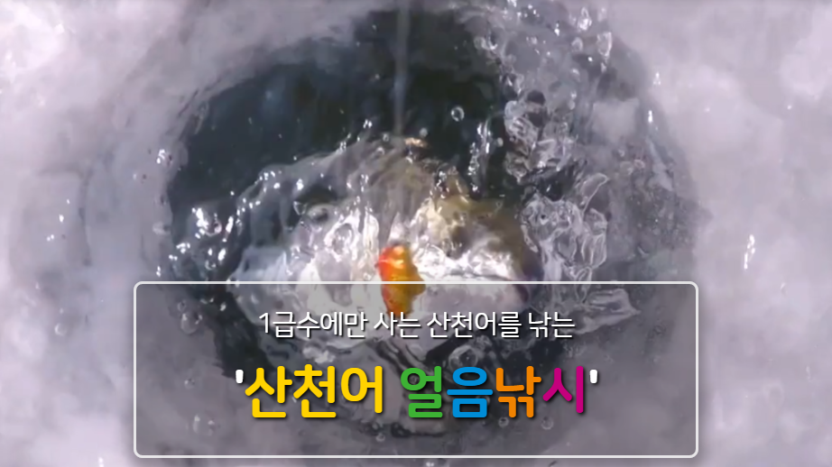 생생정보 산천어축제 강원도 화천