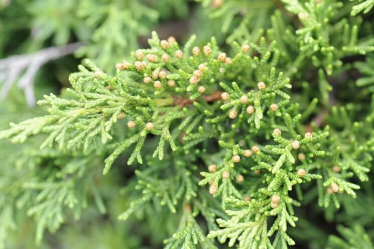 처음 시작하는 가드닝, 키우기 쉬운 정원수 BEST 10