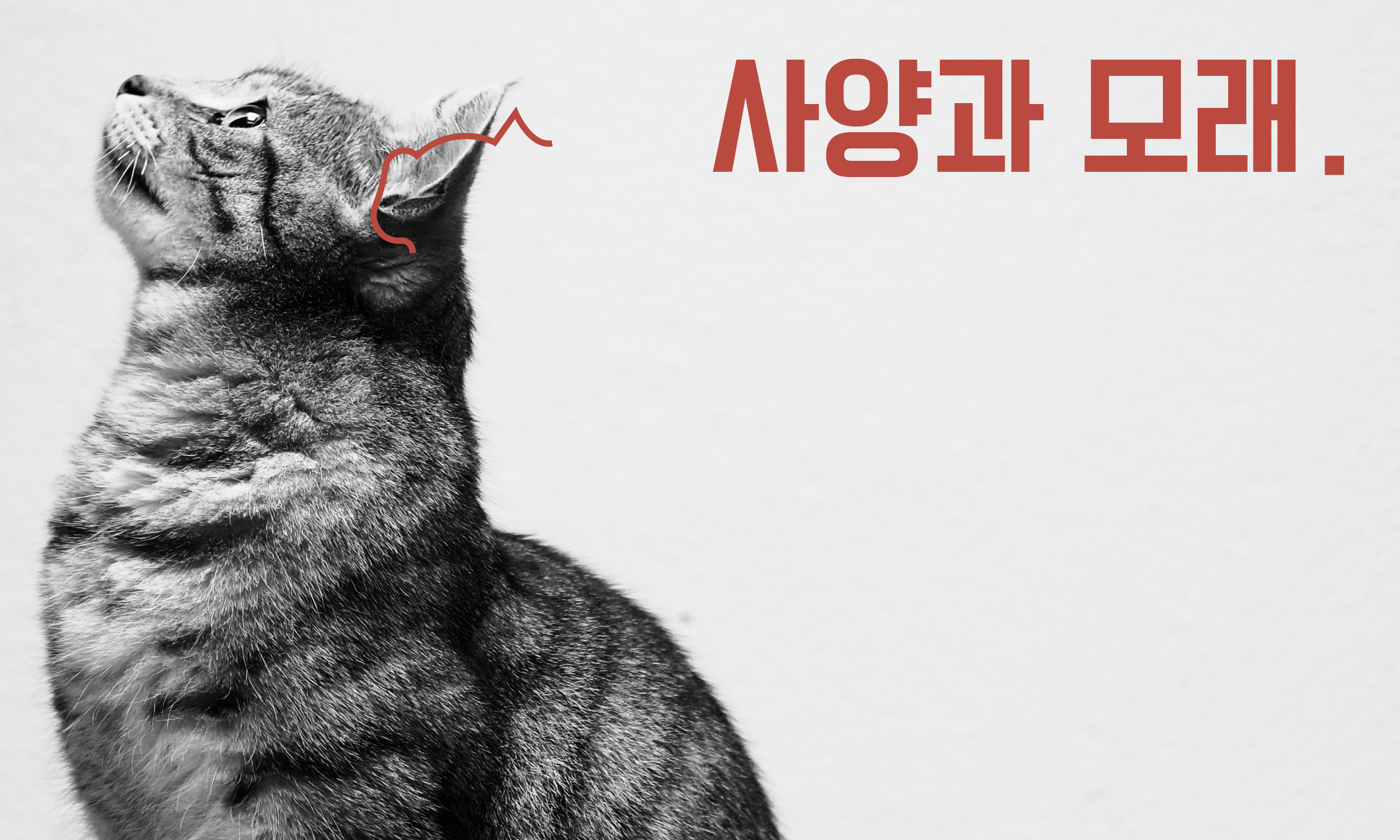 고양이-모래