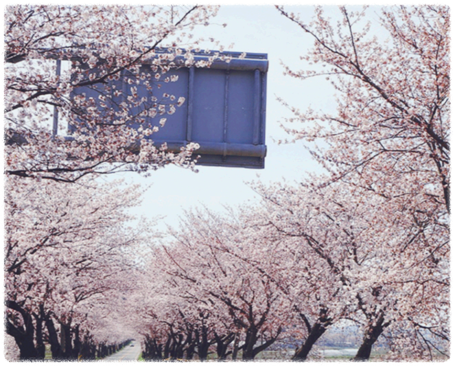 충청도 벚꽃 개화시기와 명소