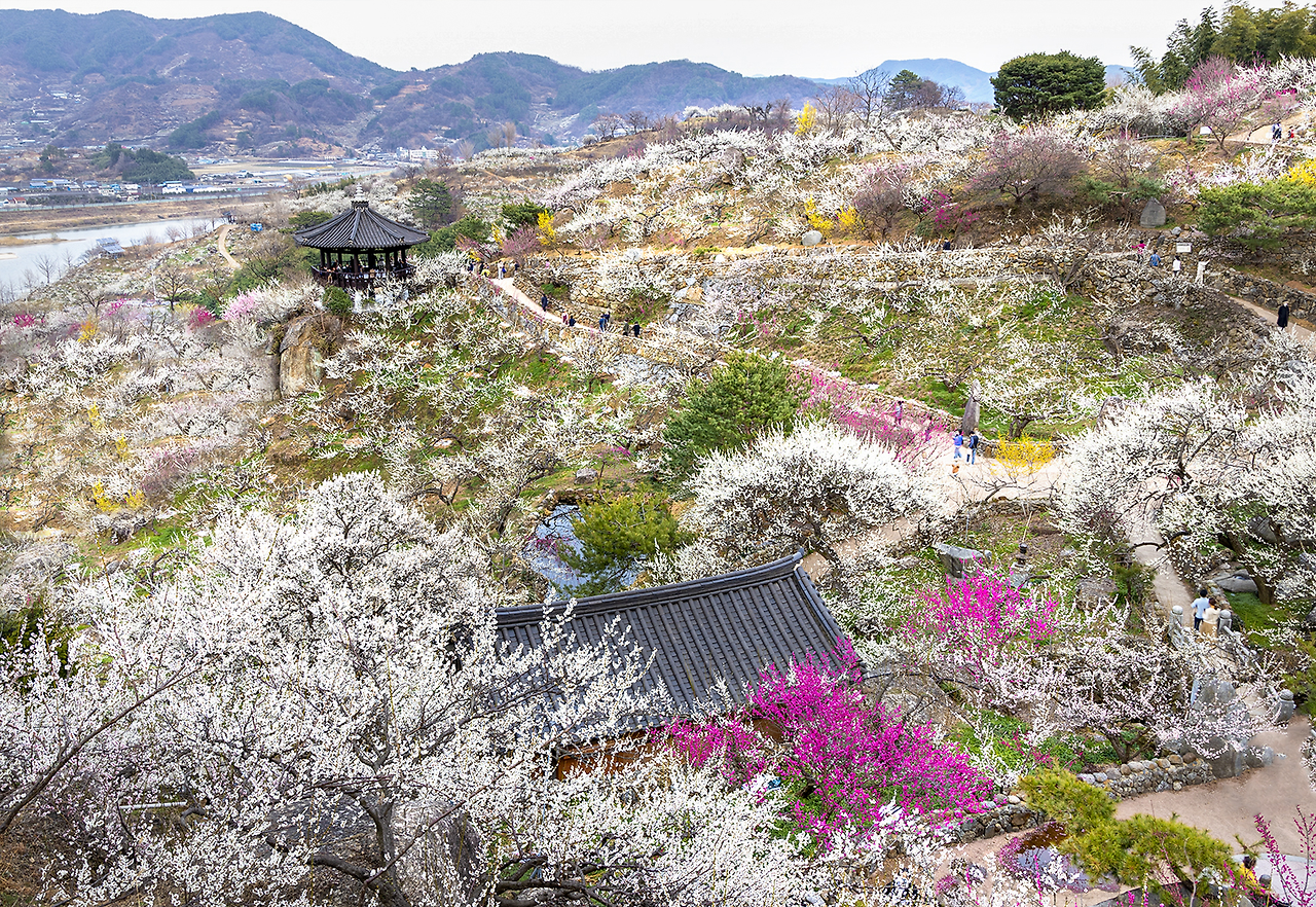 2025 광양매화축제2