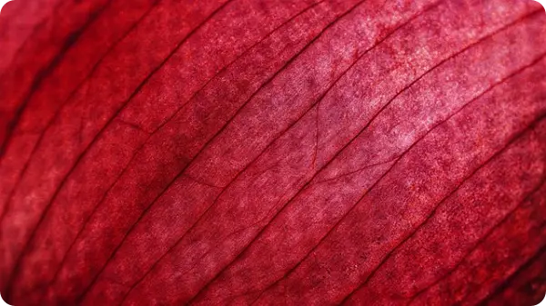 양파장아찌 담그는 법