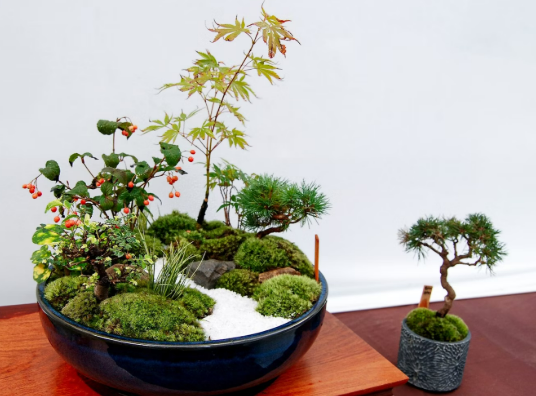 일본 분재 문화가 세계에 미친 영향