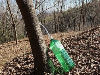 고로쇠물