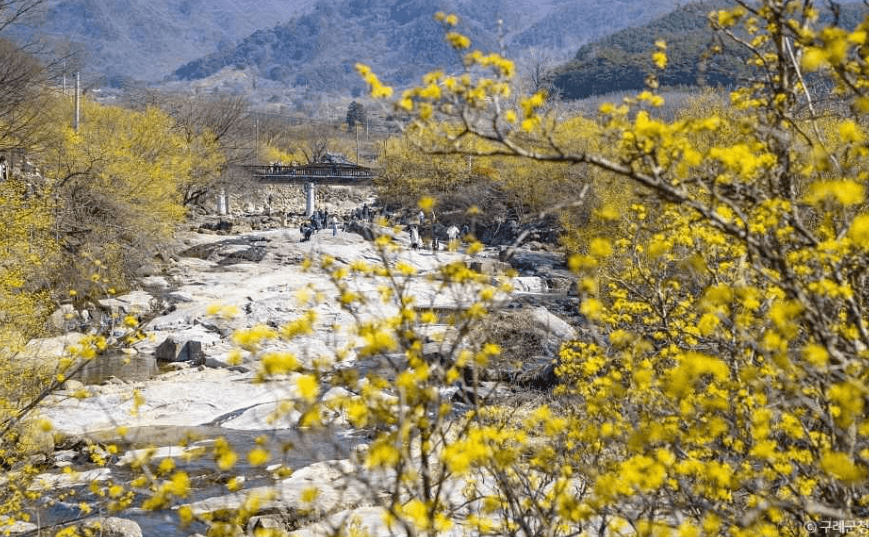 2025 구례 산수유 축제 관련사진