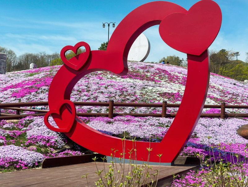 [4월~ 5월 축제]산청 꽃잔디 축제 &amp; 철쭉❘꽃잔디, 철쭉 개화 상황, 생초국제조각공원의 모습