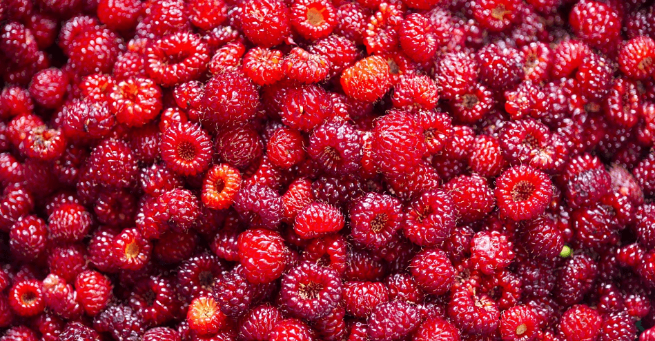 8월 제철 음식 사진 - 14