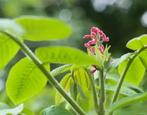호두 효능 및 영양소, 주의점