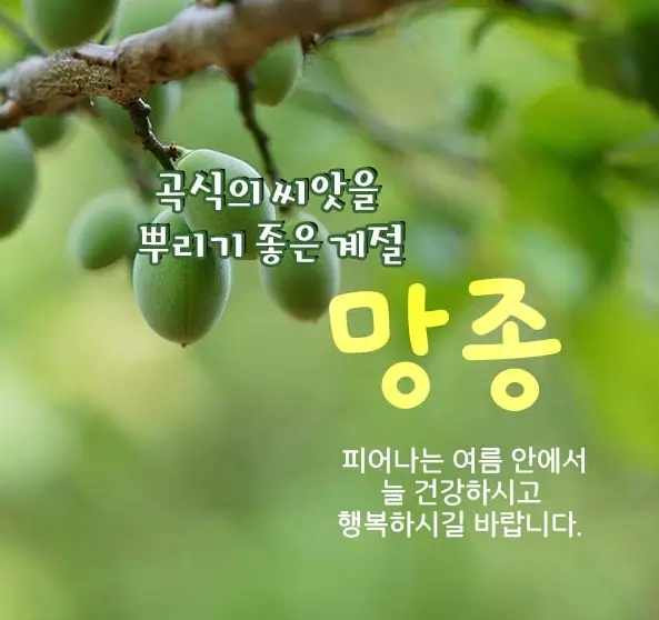 망종 인사말과 이미지