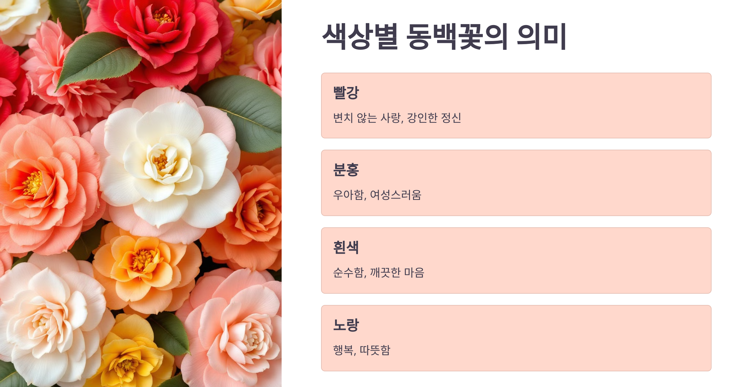 동백꽃 사진