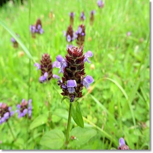 하고초 효능 및 활성 성분 먹는 법과 주의점