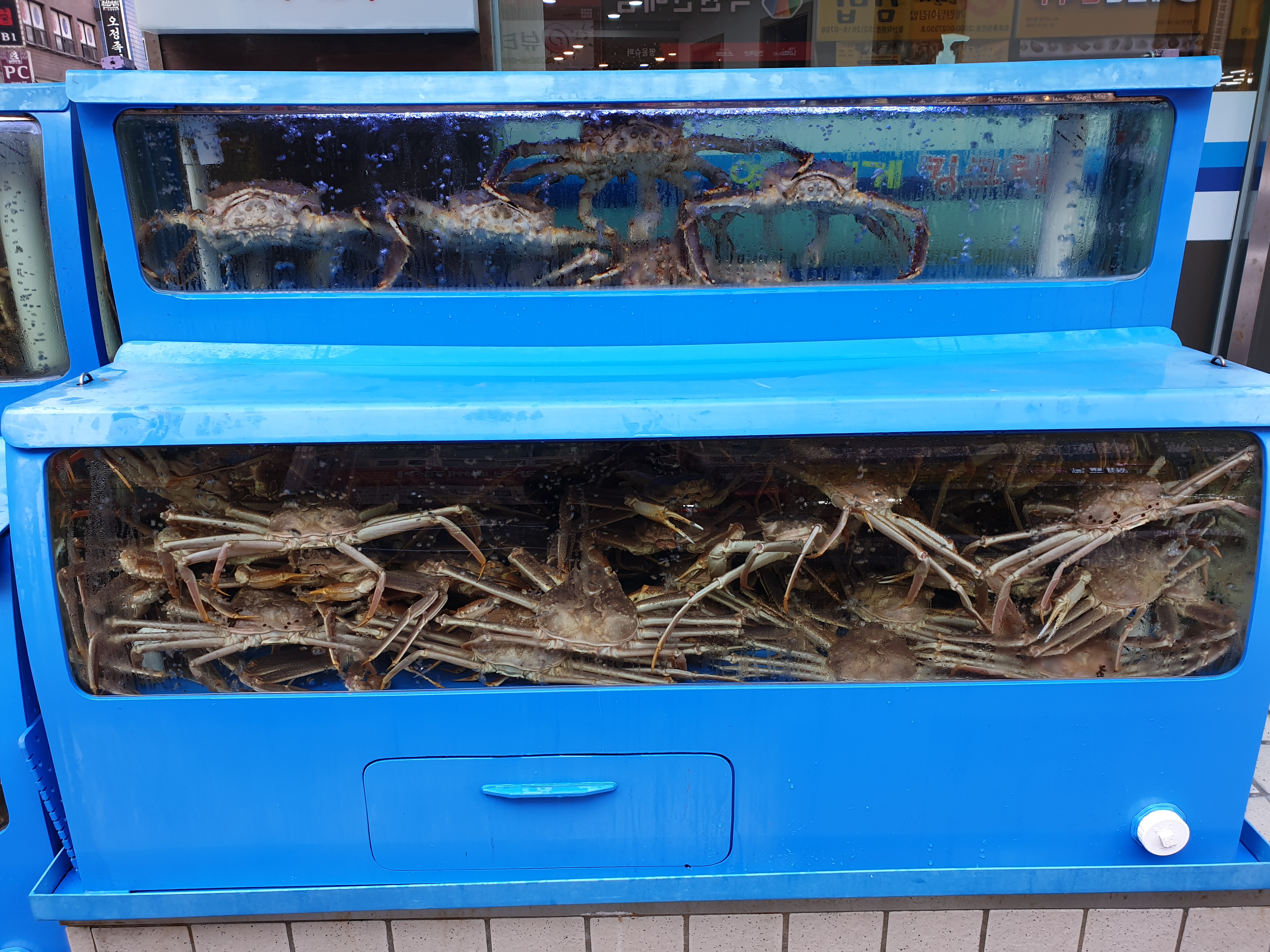 영덕-대게-수족관