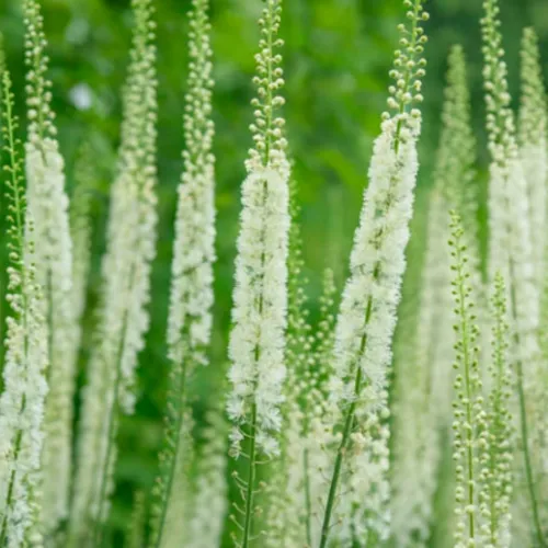 블랙코호시의 하얀 꽃과 꽃대