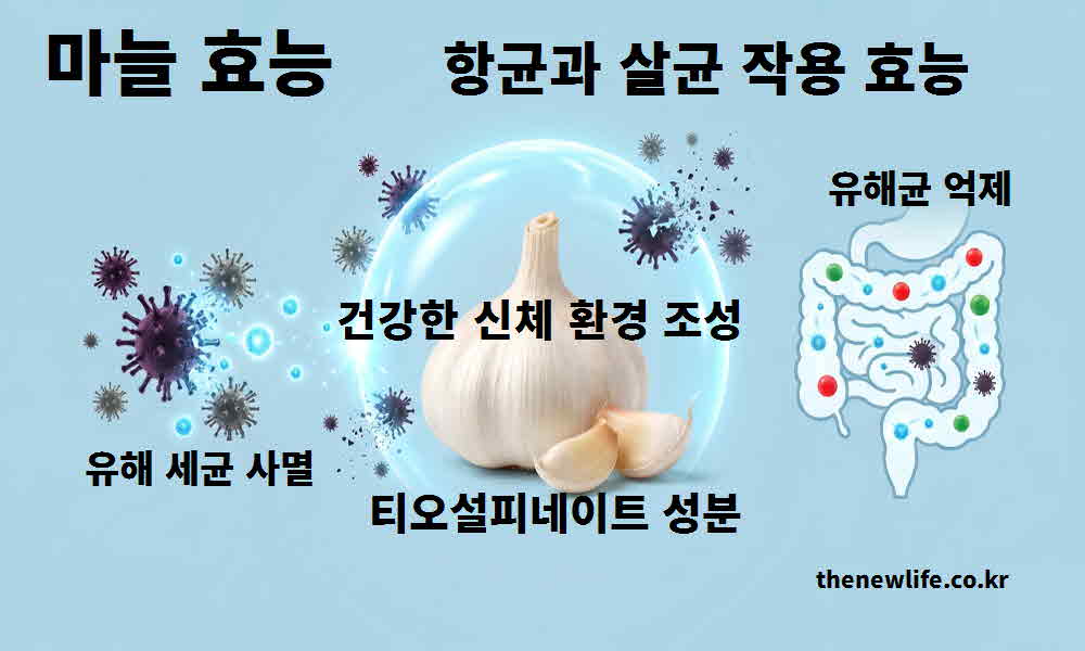 마늘 효능 항균 살균 작용