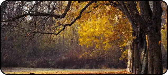 2024년 내장산 단풍절정시기