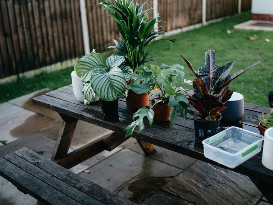 Watering.