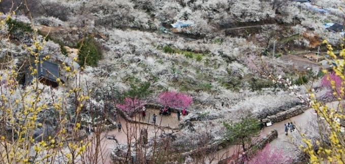 광양매화축제