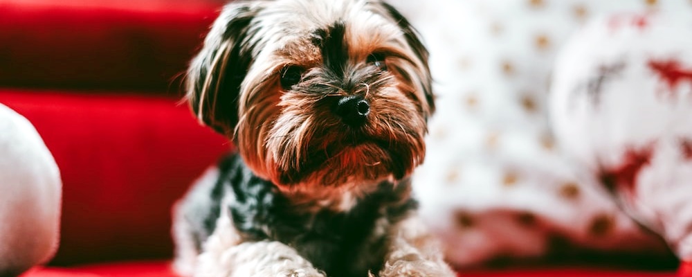 강아지 발정기 증상 13