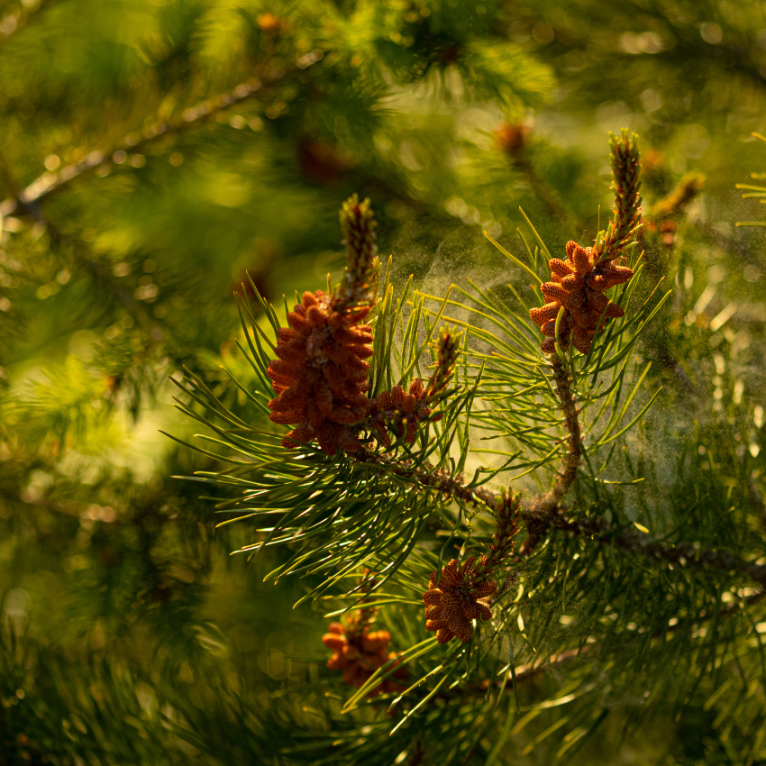 송화가루 알레르기_8