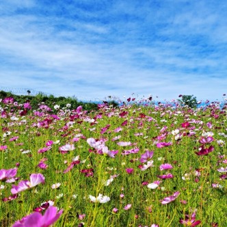 웨이뷰 코스모스 축제