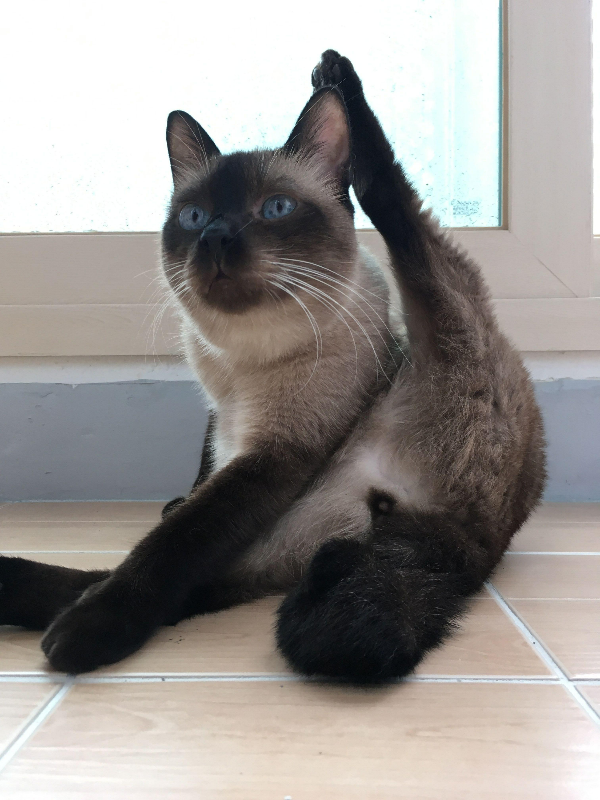 고양이 그루밍3