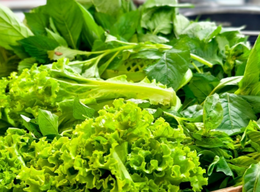 식물성 성분으로 혈관 건강