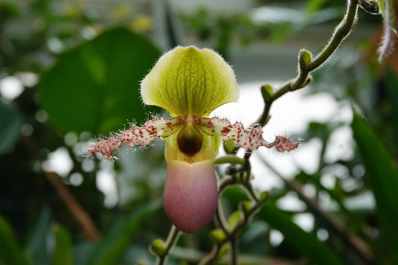"뿌리가 약한 식물도 건강하게: 유기농 배양토 만드는 방법"