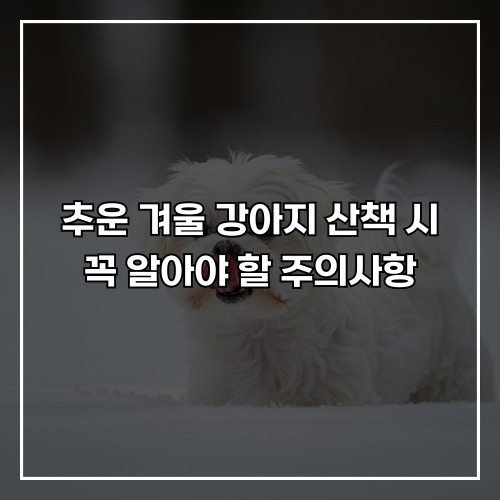 추운 겨울 강아지 산책 시 꼭 알아야 할 주의사항