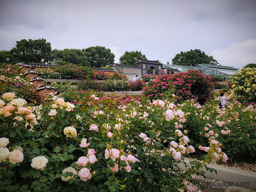 전주수목원장미