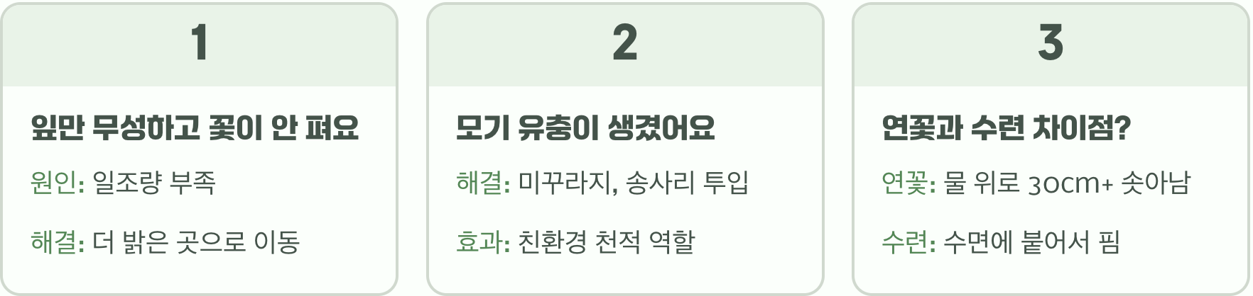 아파트 베란다에서도 OK! 작은 항아리로 연꽃 키우기 A to Z