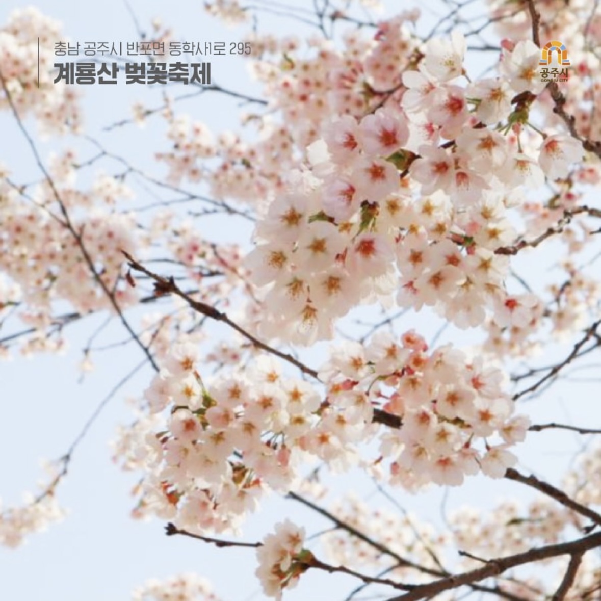 동학사 벚꽃 축제 일정