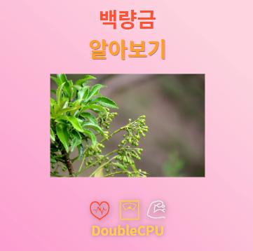 백량금 탐구
