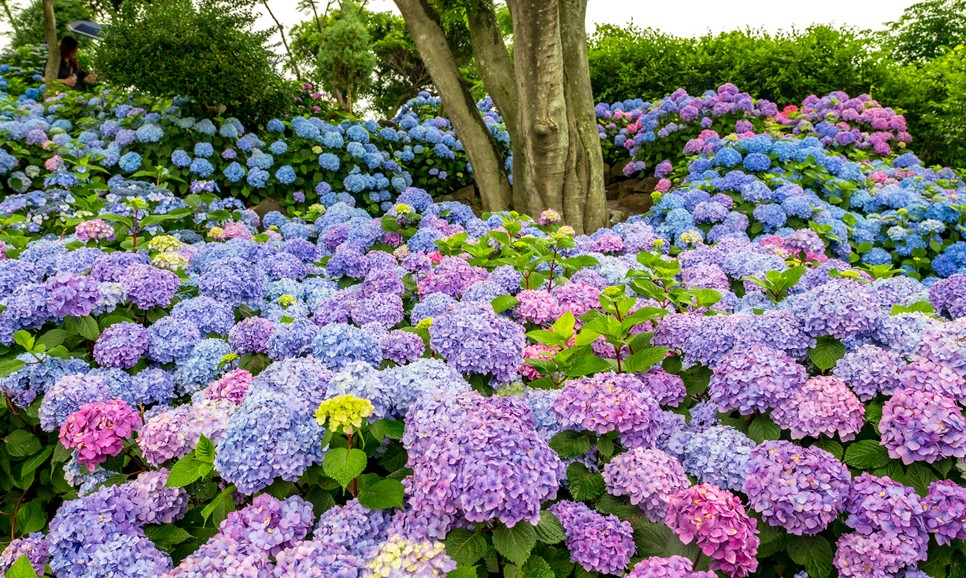 제주 마노르블랑 수국축제